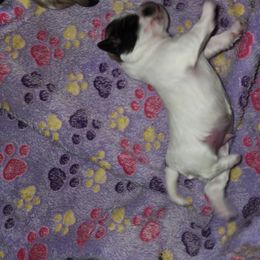 Pup 3 - Black and white male Havanese puppy in Cuba, Missouri from Bouncy Bubbly Havanese