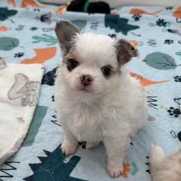 Elio - Blue merle male Chihuahua puppy in Newport Beach, California from Exotic City Pomeranians and chihuahuas
