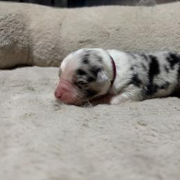 Digory - Blue merle male Australian Shepherd puppy in Terryville, Connecticut from Spirited Aussies