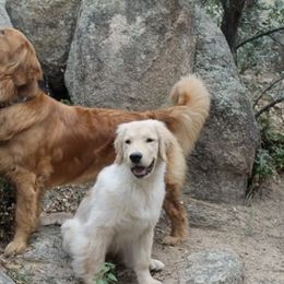 Golden Retrievers from Mary Rosello