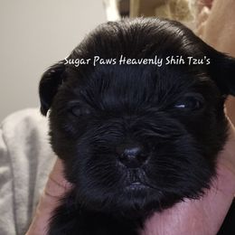 First born - Black and white male Shih Tzu puppy in Havelock, North Carolina from Sugar Paws Heavenly Shih Tzu’s and Yorkshire Terriers