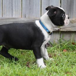 Boston Terrier Puppies from I Love Pups
