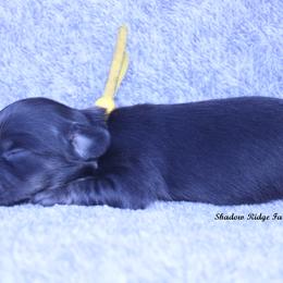 GiGi - Black and cream female Dachshund puppy in Murray, Kentucky from Shadow Ridge Farms