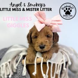 Girl 2 - Red  female Goldendoodle puppy in Anderson, South Carolina from Brinkerhoff Doodle Farm