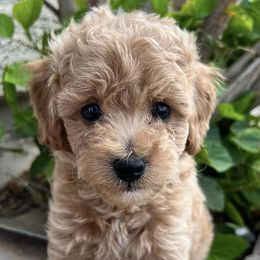 Goldendoodles from Winnie Doodles