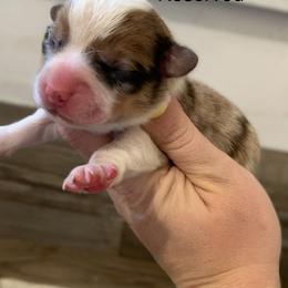 Red - Sable merle and white male American Corgi puppy in Scio, Oregon from Abundant Joy Corgis