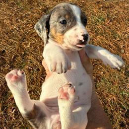 Unique - Dapple female Dachshund puppy in Russellville, Arkansas from Cains River Valley Dachshunds