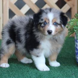 Polaris - Blue merle male Australian Shepherd puppy in Circleville, Utah from Canyon Creek Aussies
