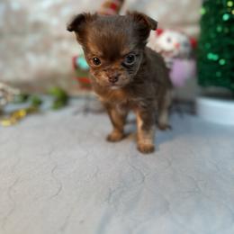 Chihuahua Puppies from Fiddlefigg Chihuahuas
