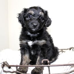 Aussiedoodle Puppies from Aussie Paws