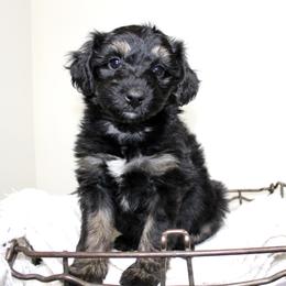 Aussiedoodle Puppies from Aussie Paws