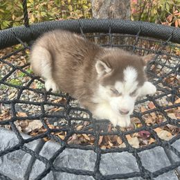 Pomsky and Siberian Husky Puppies from Osiris’s Siberians & Pomskies