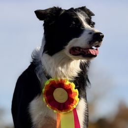 Border Collies from MOR. Caliber Border Collies