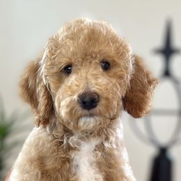 Girl 6 - Apricot Poodle puppy in Utah from Red Mountain Poodles