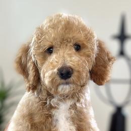 Girl 6 - Apricot Poodle puppy in Utah from Red Mountain Poodles