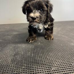 Crumpet - Black and tan male Yorkshire Terrier puppy in Knoxville, Tennessee from Rainbow Bliss Yorkies