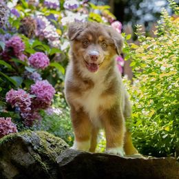 Australian Shepherd Puppies from Newcastle Apiary & Aussies