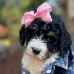 Mystique - Bernedoodle puppy in Washougal, Washington from Sandy Creek Bernedoodles