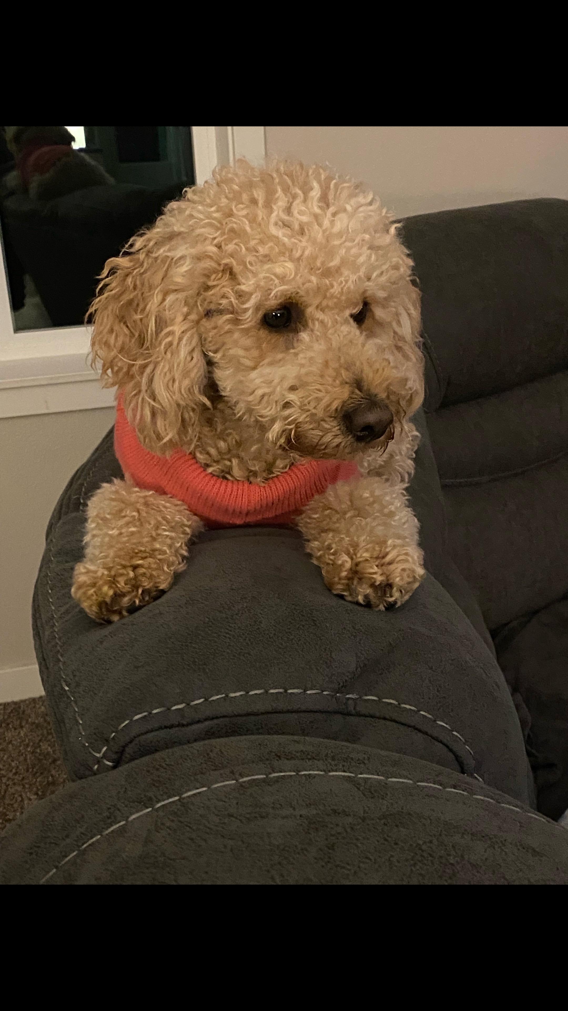 Mazie