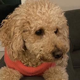 Mazie - Labradoodle