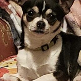 Chihuahuas from Yvonne's Chihuahuas
