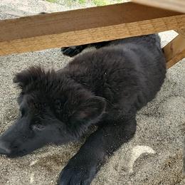 German Shepherd and Pembroke Welsh Corgi Puppies from Muddy Paws Corgis / Von Blake's Gedächtnis German Shepherds