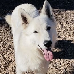 Summer - Berger Blanc Suisse
