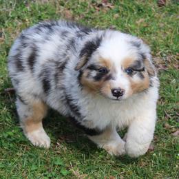 Ryker - Blue merle male Australian Shepherd puppy in Kansas, Oklahoma from Windy G Farm