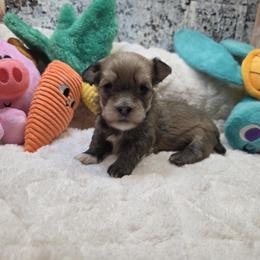 Boy 2 - Fawn sable male Havanese puppy in Deer Park, Washington from Mt. Top Havanese