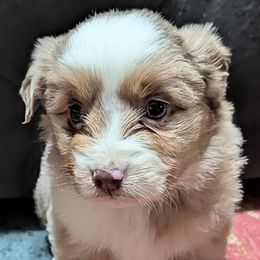 Benson - Red merle female Miniature Australian Shepherd puppy in Frankfort, Indiana from Haleys Farm