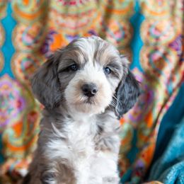 Aussiedoodle and Goldendoodle Puppies from Goldendoodledoo