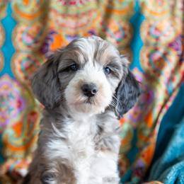 Aussiedoodle and Goldendoodle Puppies from Goldendoodledoo