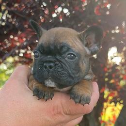 Taquito - Fawn and white male French Bulldog puppy in Redding, California from Tri County Frenchies