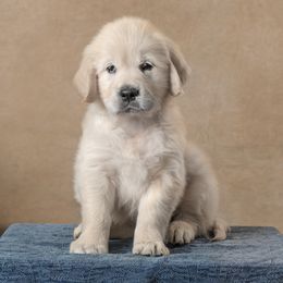 Daisy-Yellow Collar - Light golden female Golden Retriever puppy in Germantown, Ohio from Doodle Patch Farm