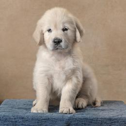 Daisy-Yellow Collar - Light golden female Golden Retriever puppy in Germantown, Ohio from Doodle Patch Farm