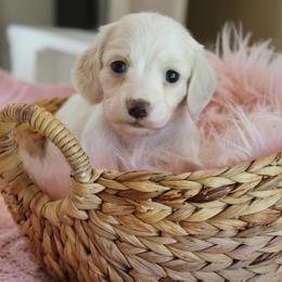Petunia - Piebald female Dachshund puppy in Laurel, Mississippi from Kissinger Dachshunds