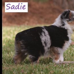 Miniature Australian Shepherd and Toy Australian Shepherd Puppies from TK Mini Aussies