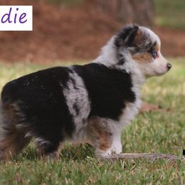 Miniature Australian Shepherd and Toy Australian Shepherd Puppies from TK Mini Aussies