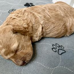 Girl 2 - Apricot female Poodle puppy in Edgefield, South Carolina from Pet Guardian Smart Kennels, LLC