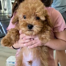 Boy 4 - Apricot male Assorted Doodle Crosses puppy in San Jacinto, California from Goldens and Doodles
