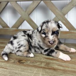 Boy 5 - Blue merle male Australian Shepherd puppy in Volant, Pennsylvania from Addie's Aussies