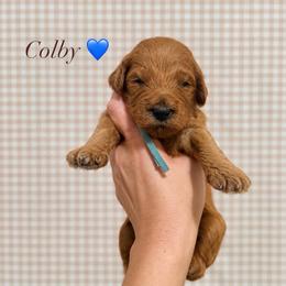 Colby - Red  male Goldendoodle puppy in La Porte, Texas from B+C Doodles