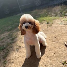 Gracie - Goldendoodle