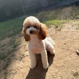 Gracie - Goldendoodle