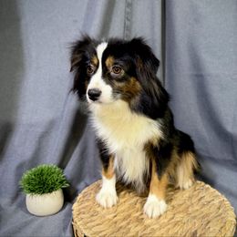 Jewel - Miniature American Shepherd