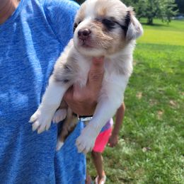 Australian Shepherd Puppies from Howlin' Wolf K9's