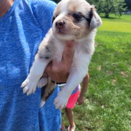 Australian Shepherd Puppies from Howlin' Wolf K9's
