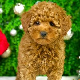 Donner - Red  male Goldendoodle puppy in Brandon, Florida from Murphys Doodles