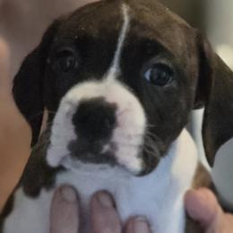 Boxer Puppies from Fleming Pups