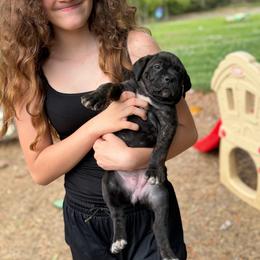 Gray collar - Black brindle female Cane Corso puppy in Opelousas, Louisiana from Azelees Cane Corso